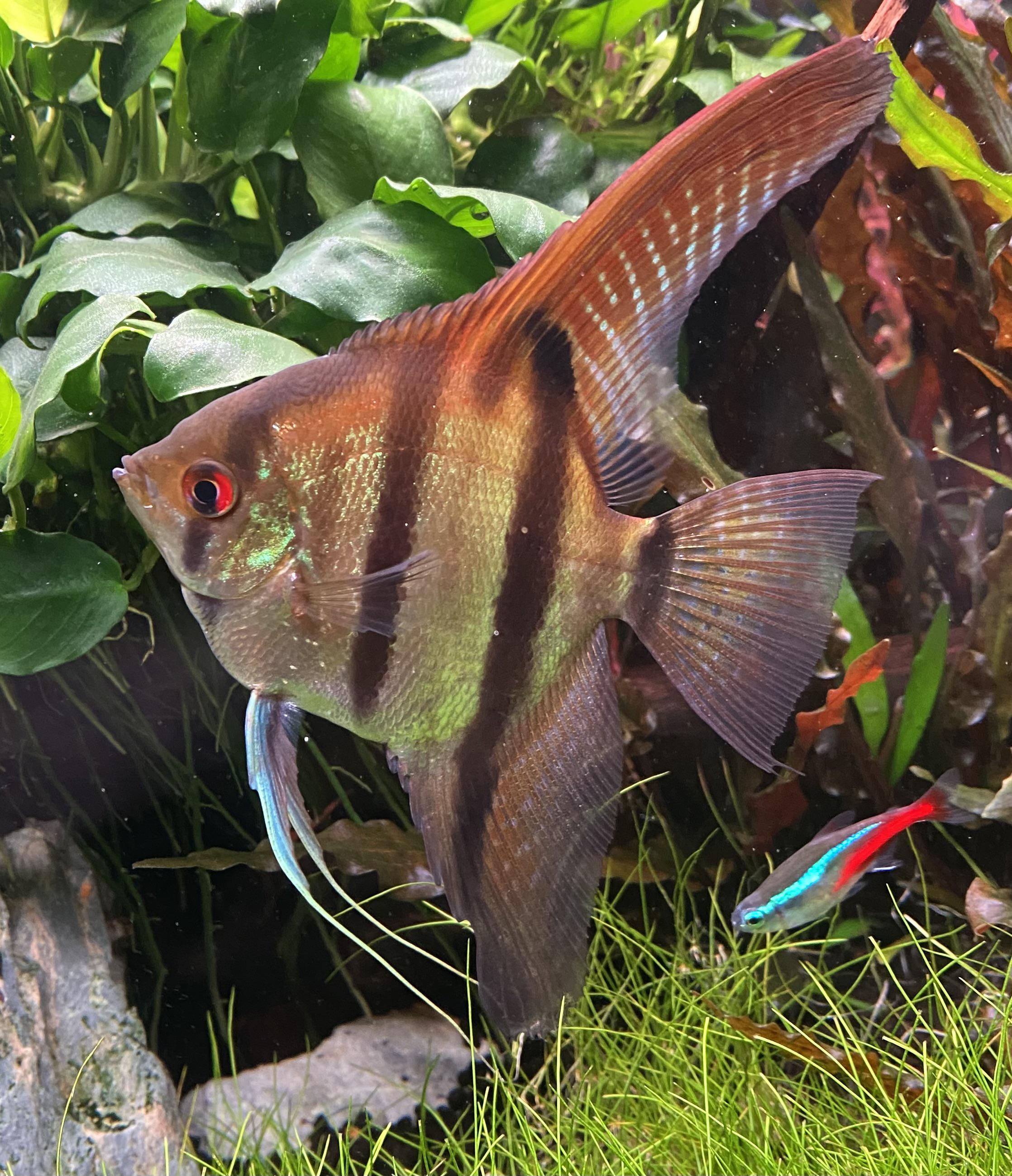 Amapa Red Back Angelfish 3cm Nature Aquariums