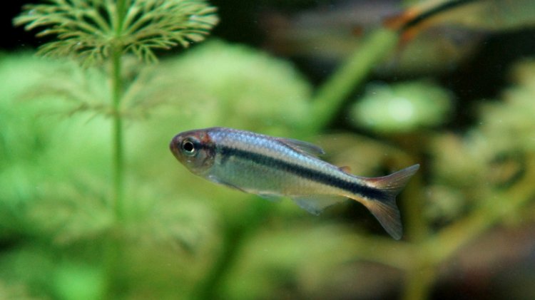 Black Stripe Tetra - H. Melanostichos – Nature Aquariums