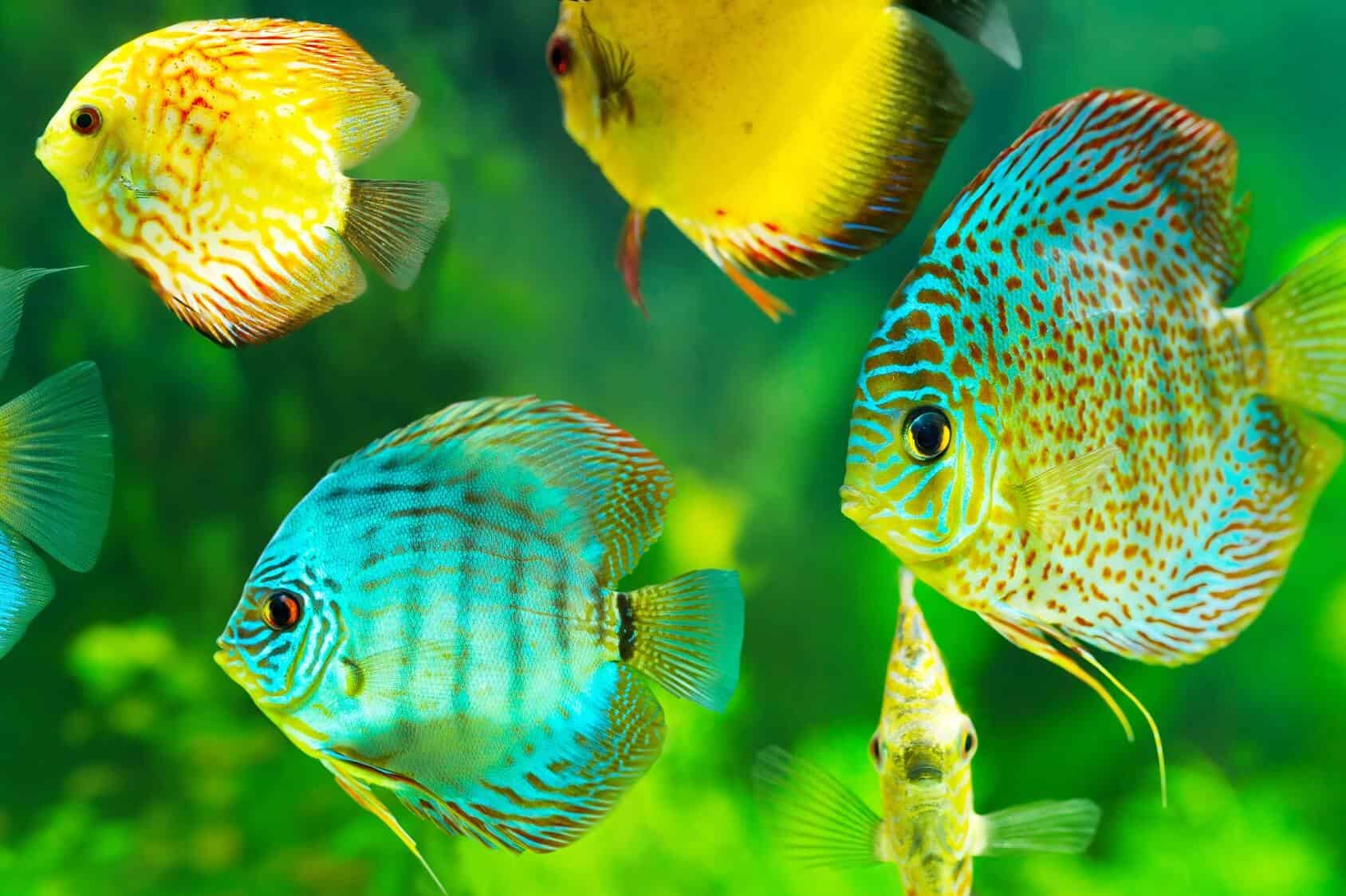 Live aquarium fish best sale