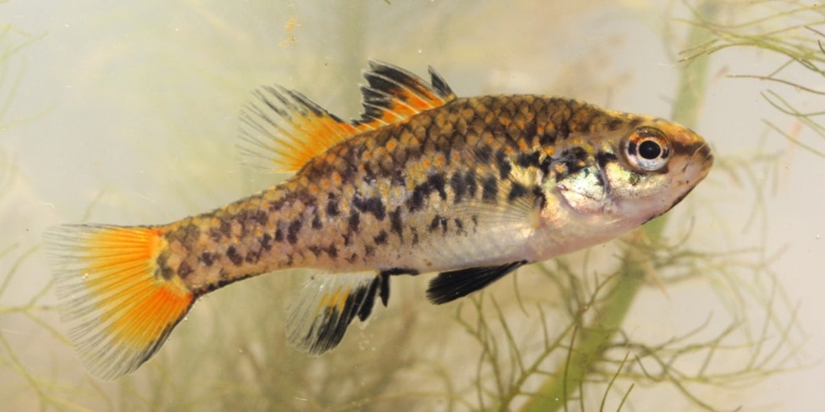 Southern Pygmy Perch XL – Nature Aquariums