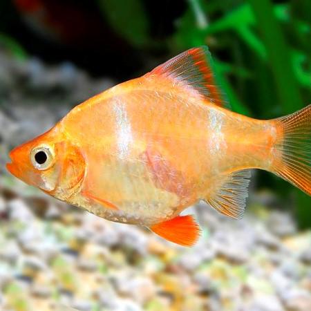 Gold Tiger Barb 2 cm - Nature Aquariums