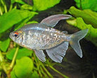 Diamond Tetra 2.5 cm - Nature Aquariums