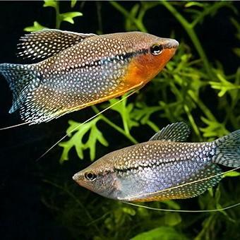 Lace Gourami 5.0-6.0 cm - Nature Aquariums