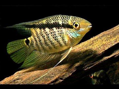 Festivum Cichlid - Nature Aquariums