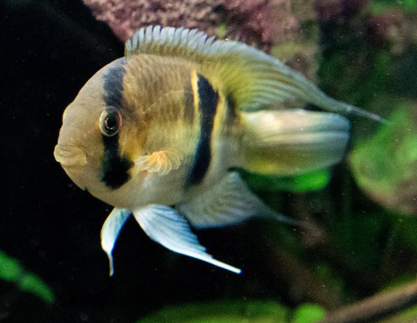 Keyhole cichlid care sale