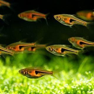 Copper Rasbora 2 cm - Nature Aquariums