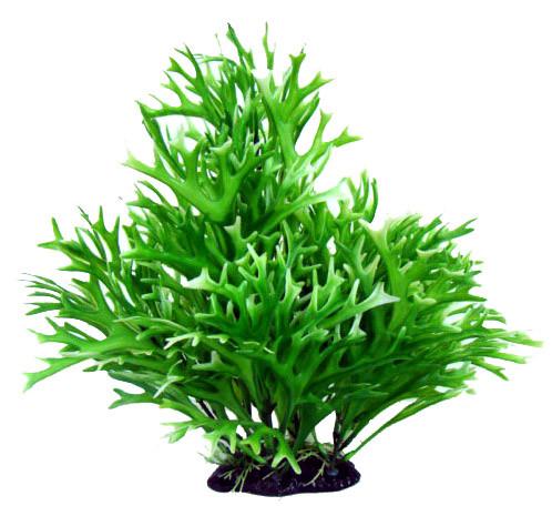 24” Bushy Plant Water Sprite - Nature Aquariums