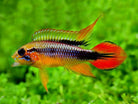 Apistogramma Agassizii - Nature Aquariums