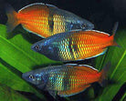 Boesmani Rainbow 3.5-4.0 cm - Nature Aquariums