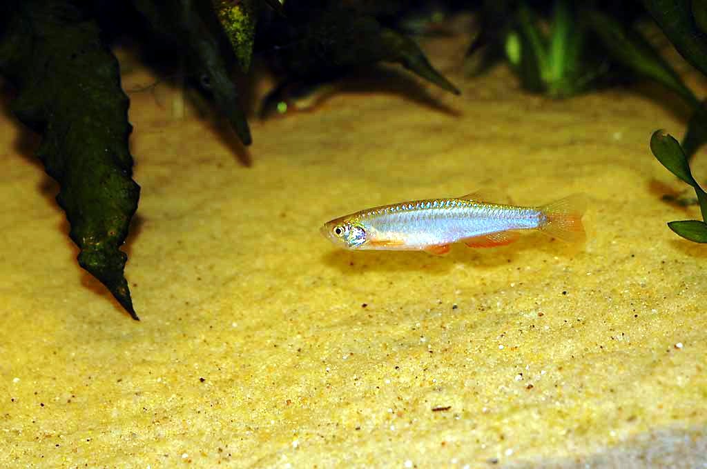 Pearl Danio - Nature Aquariums