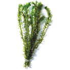 Elodea Bunch - Nature Aquariums