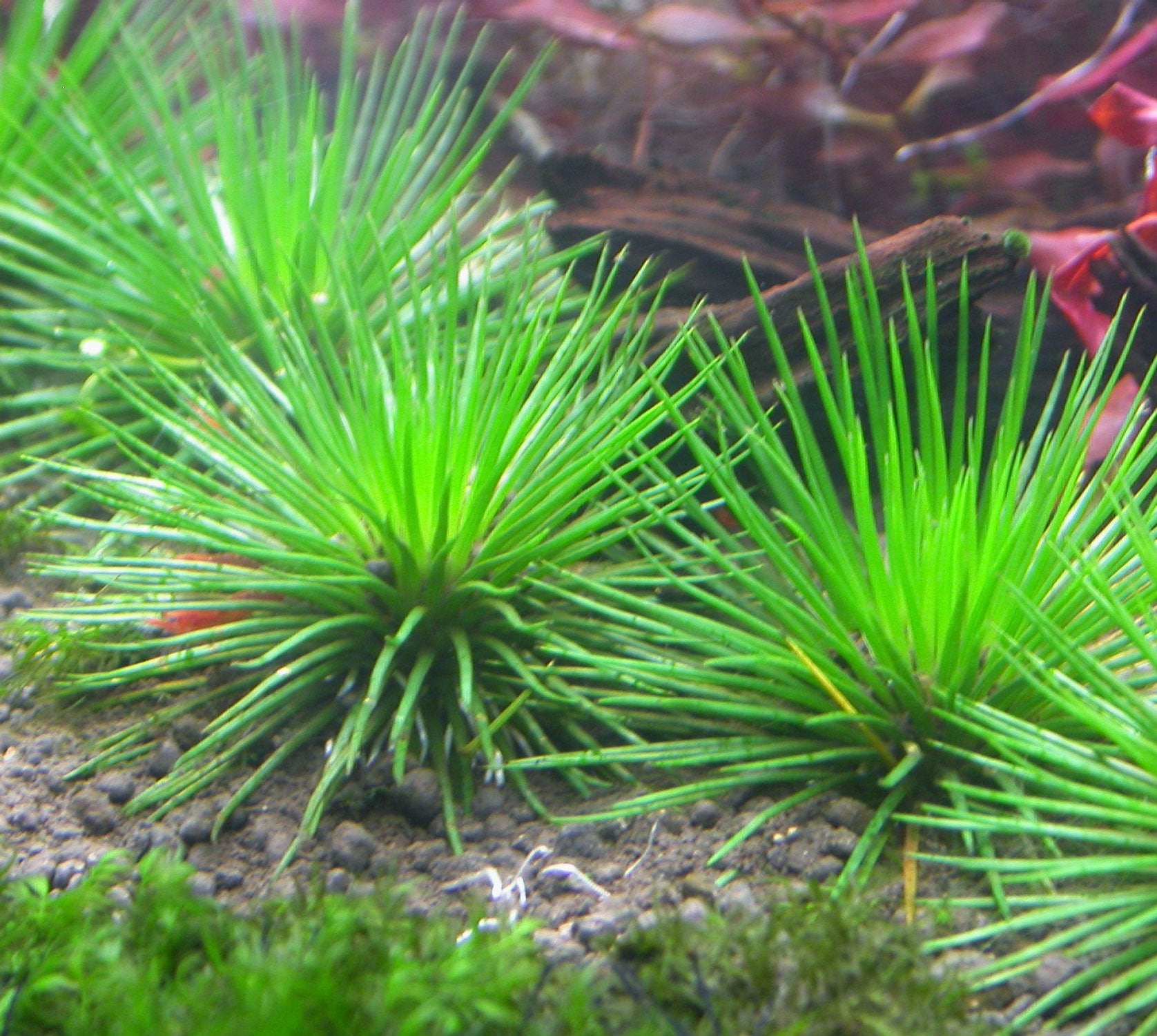 Eriocaulon Lividium - Nature Aquariums