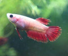 Female Betta Assorted 5 cm - Nature Aquariums