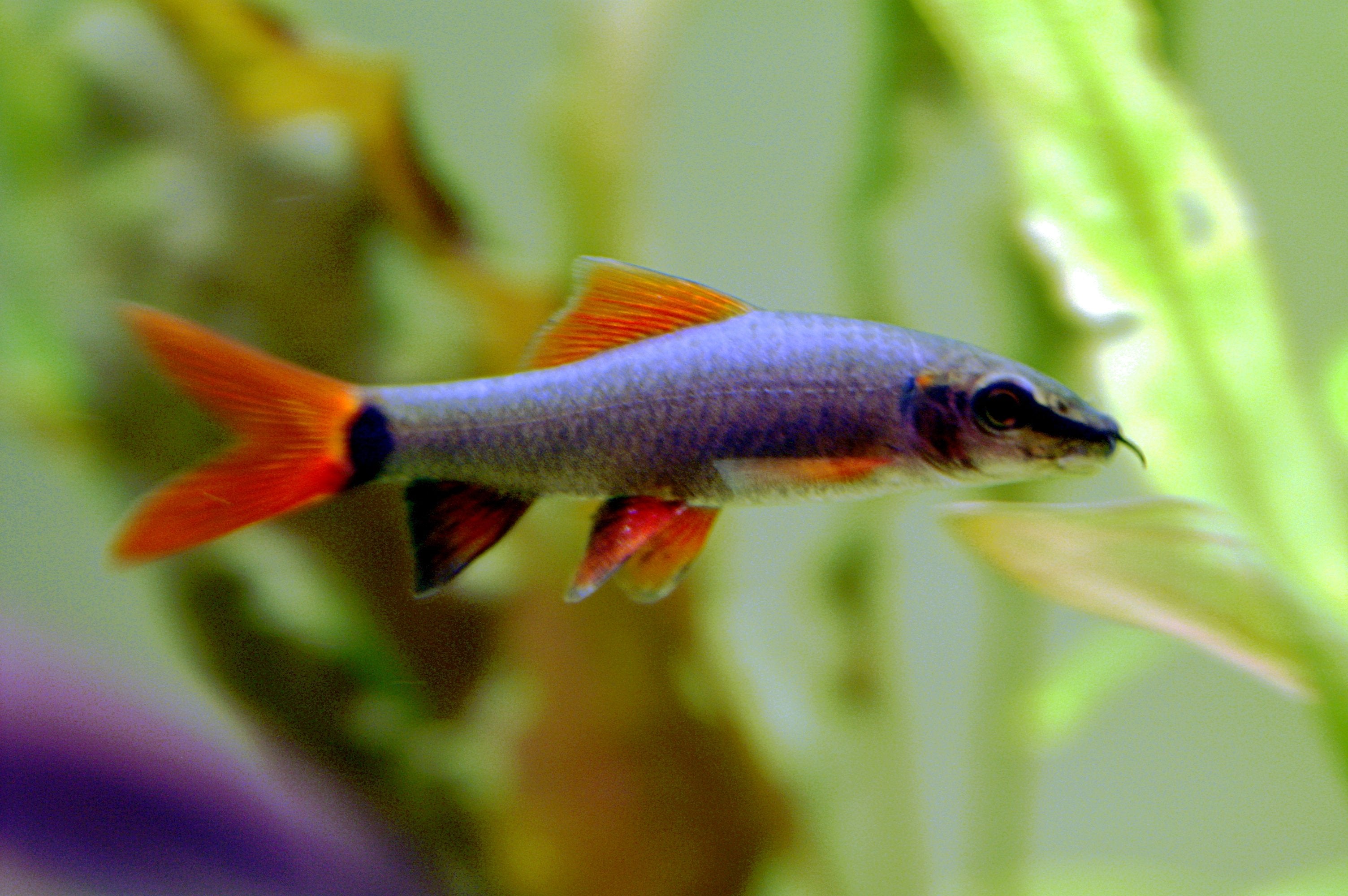 Rainbow Shark 5 cm - Nature Aquariums