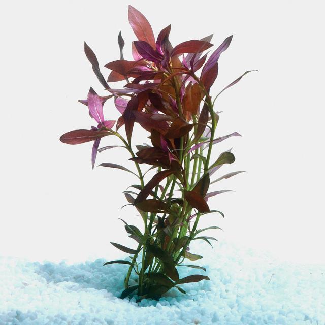 Narrow Ludwigia Bunch - Nature Aquariums