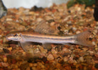 Sucking Catfish 5.0-6.0 cm - Nature Aquariums