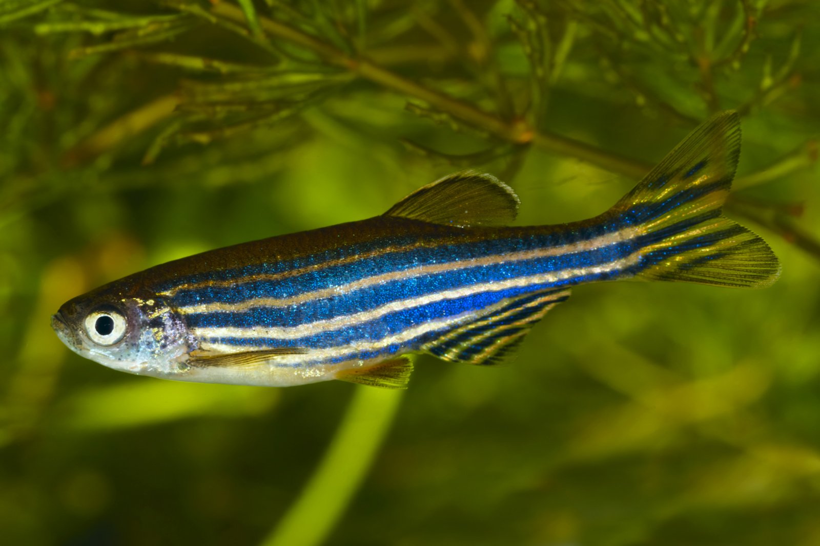 Zebra Danio  3.5 cm - Nature Aquariums