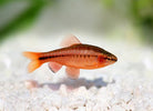 Cherry Barb 2.5 cm - Nature Aquariums