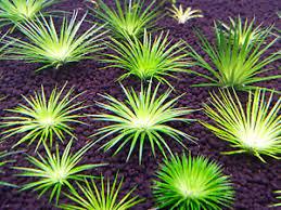 Eriocaulon Udonthani - Nature Aquariums