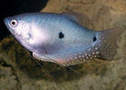 Blue Gourami 5 cm - Nature Aquariums