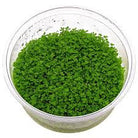 Hemianthus callitrichoides 'HC' Tissue Culture 5cm pot - Nature Aquariums