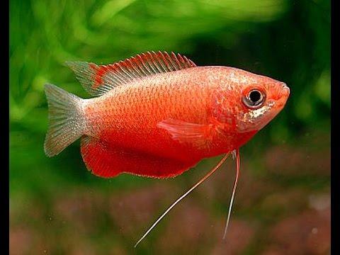 Red Honey Gourami 4-5 cm - Nature Aquariums