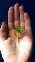 Eriocaulon Lividum Pups - Nature Aquariums