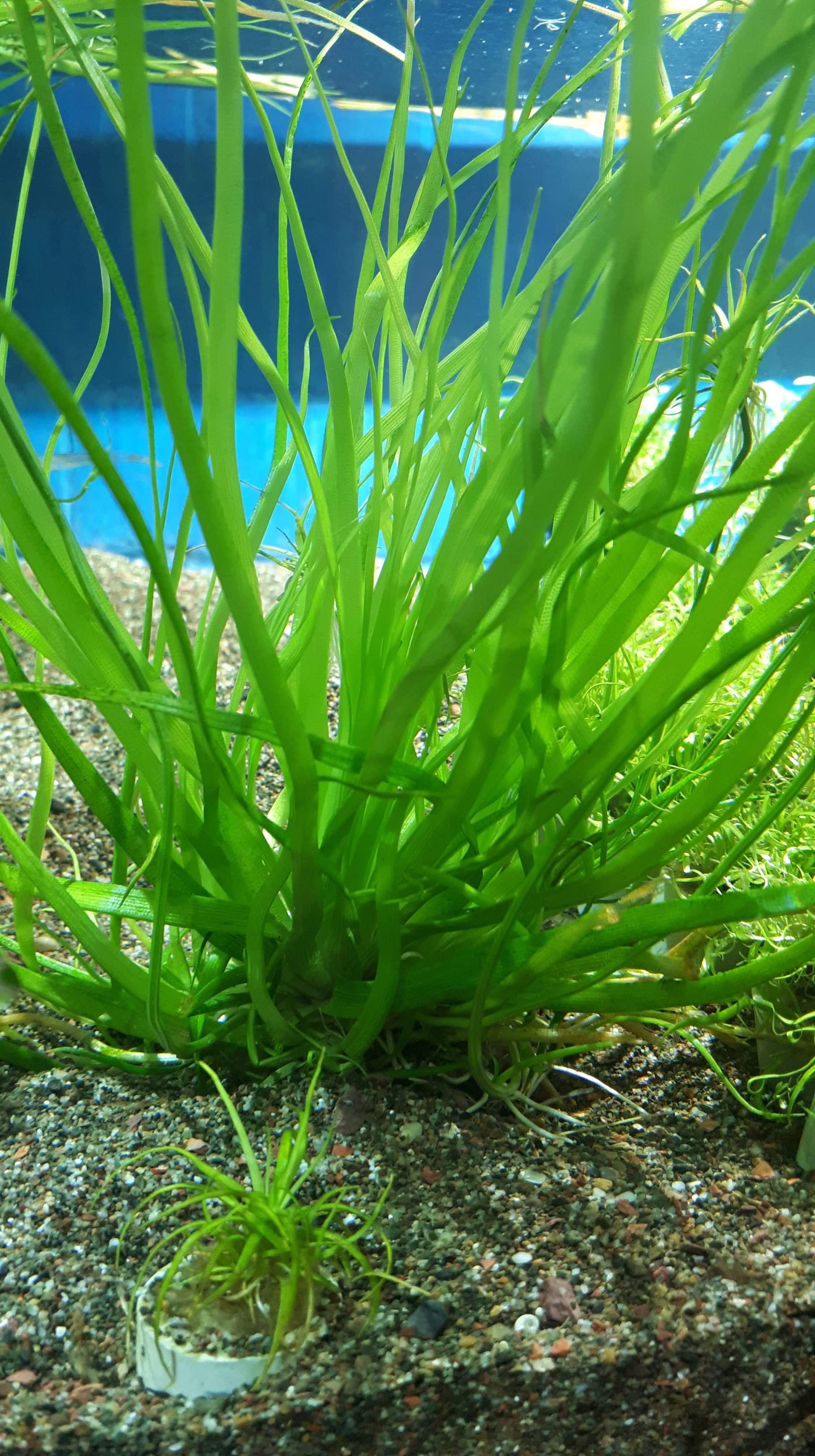 Eriocaulon Lividium 15cm - Nature Aquariums