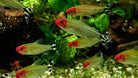 Rummynose Tetra 3.0-3.5 cm - Nature Aquariums