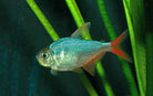 Red Blue Columbian Tetra 3 cm - Nature Aquariums